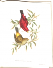 Exotische Vogel 14/24